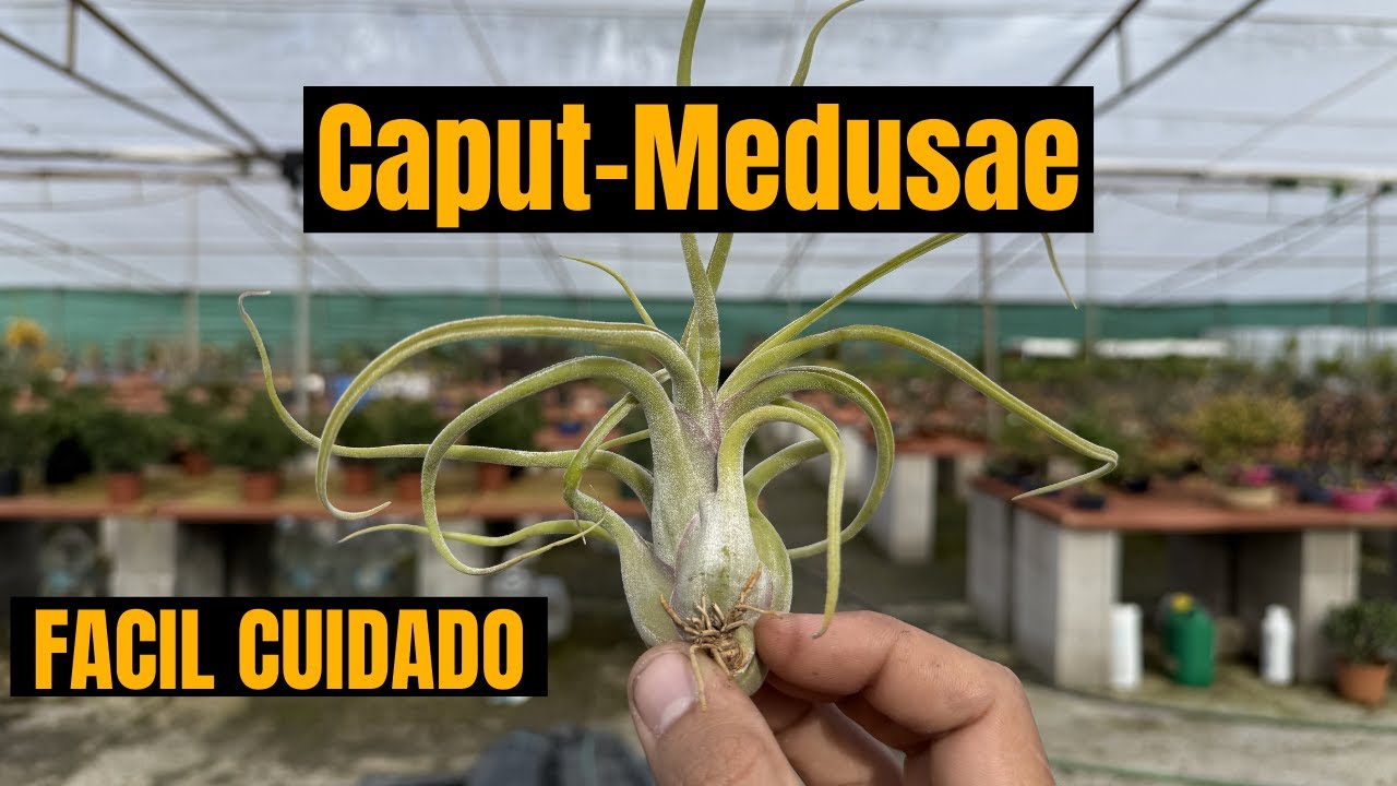 Tillandsia Caput-Medusae: Guía Completa de Cuidados