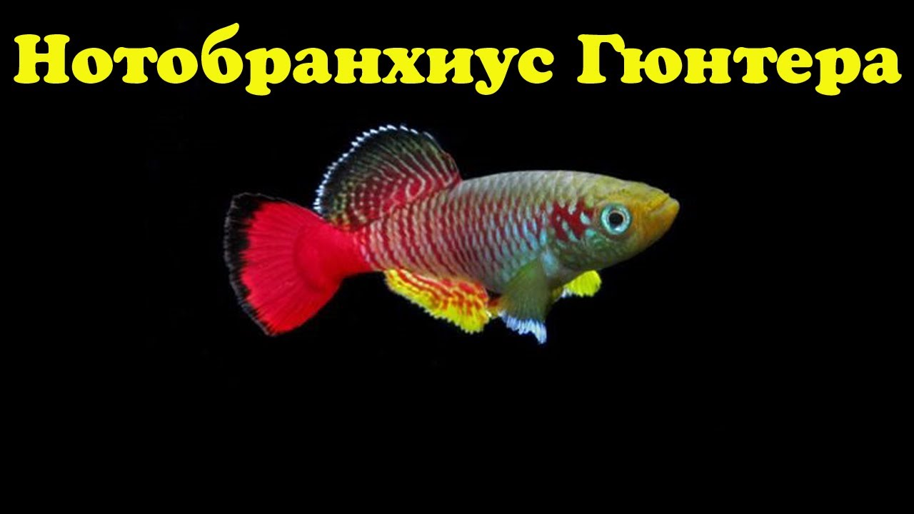 Нотобранхиус Гюнтера - Nothobranchius guentheri