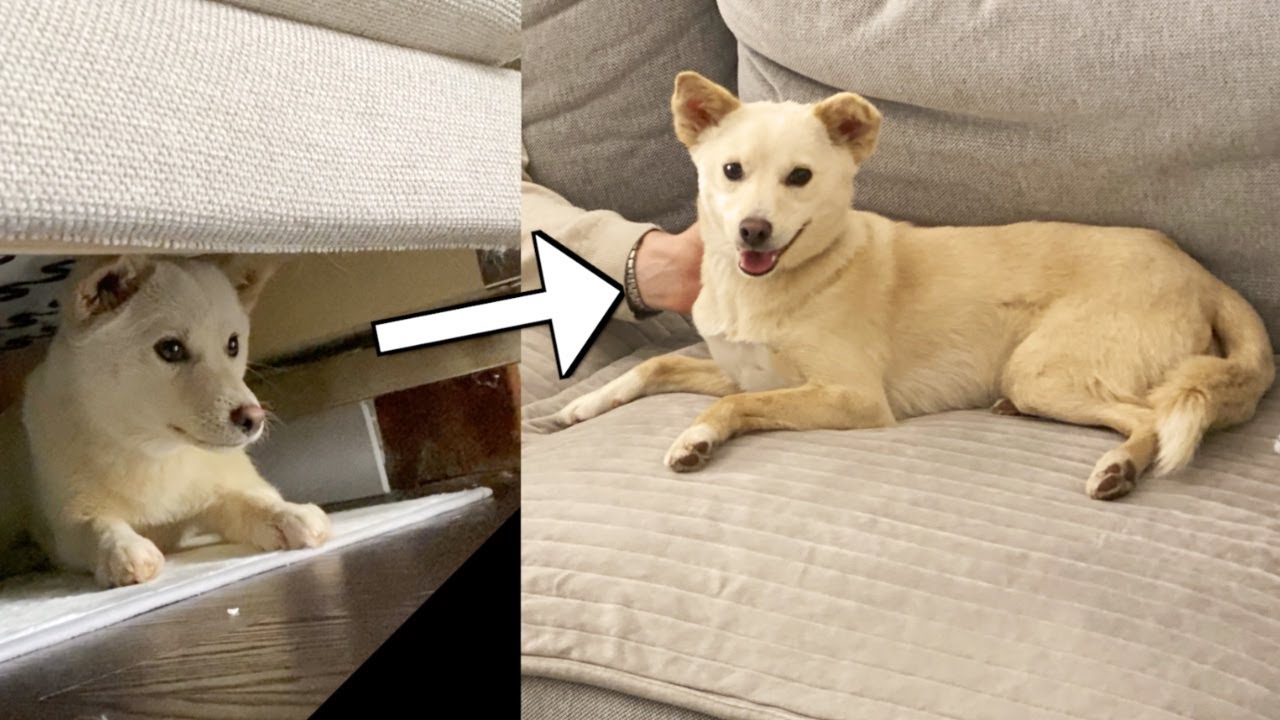 소파 밑에 숨던 강아지에게 찾아온 기적같은 변화... | 진돗개가족 vlog