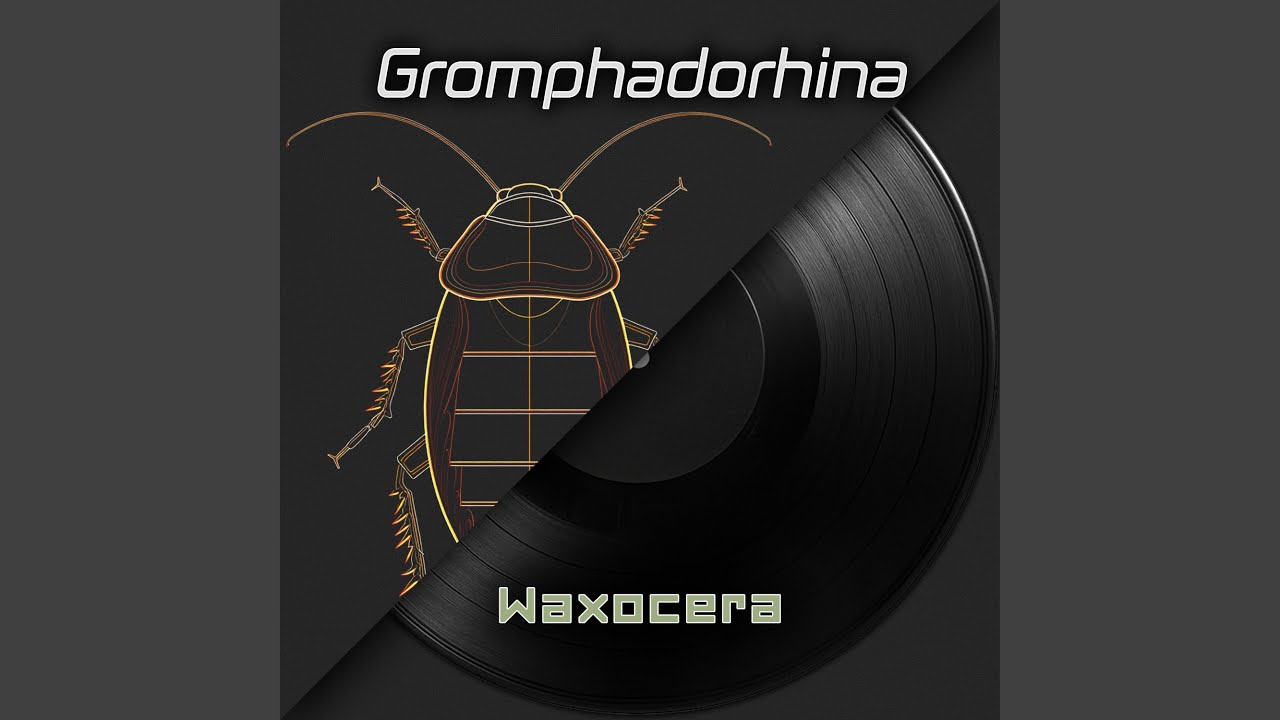 Gromphadorhina (Hissing Cockroaches)