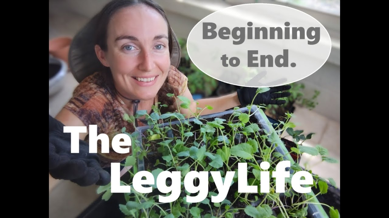 Leggy Seedlings. How I saved them!!! AND Did it work???
