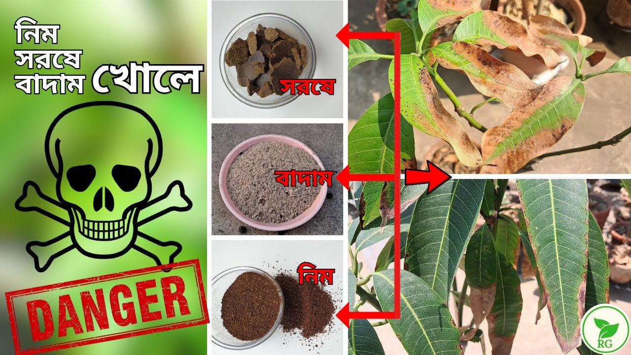৩ খোলেই বিপদ! পাতা পোড়া রুখতে আম গাছে দেওয়া বন্ধ করুন। Deadly Side of Mustard, Neem & Nut Cakes