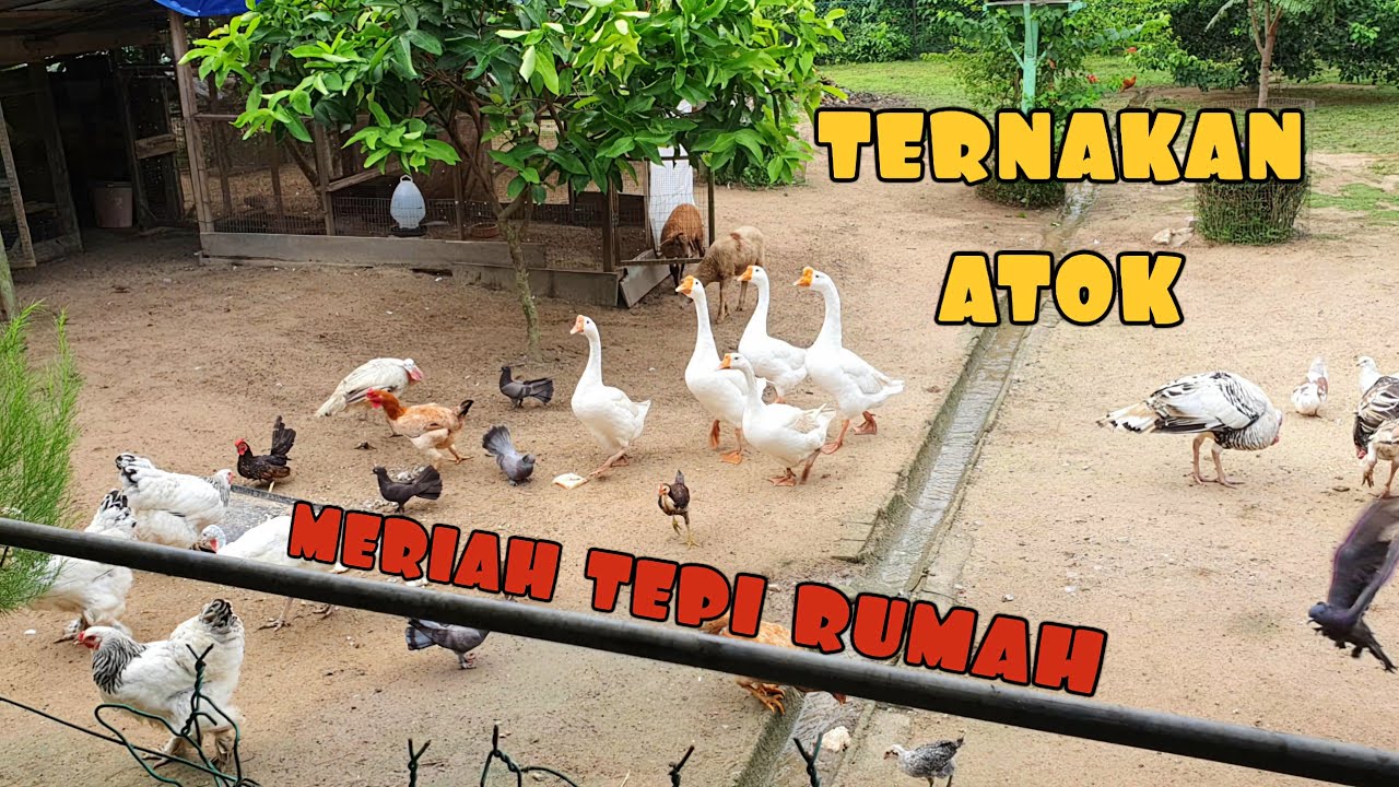 ✅️ 15 HAIWAN KELILING RUMAH || TERBARU SELEPAS SETAHUN