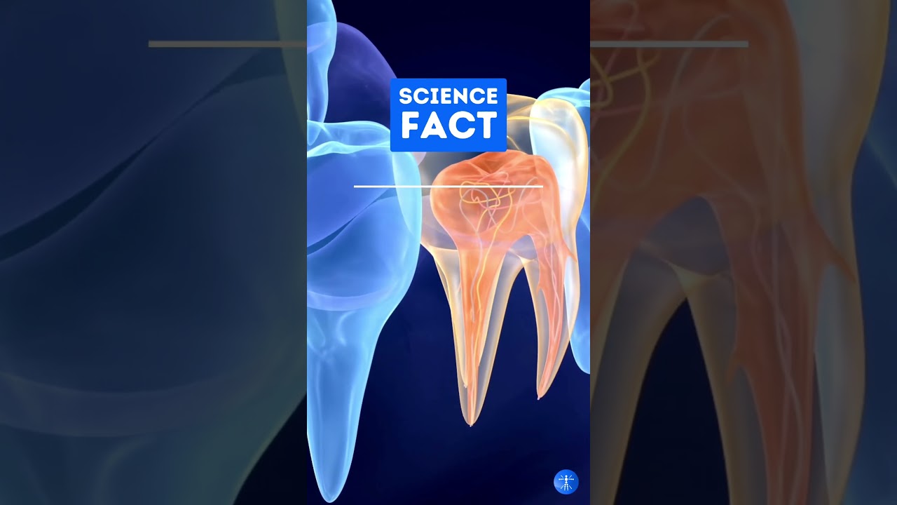 Revolutionizing Dentistry: Stem Cells Used to Create New Teeth! #shorts #dentistry #stemcellresearch