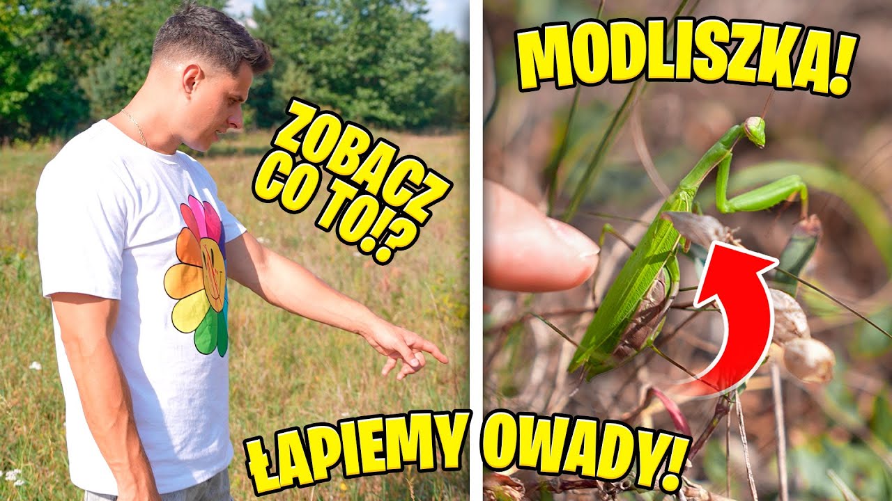 ZNALAZŁEM MODLISZKĘ! WYPRAWA PO JEDZENIE DLA MRÓWEK I PAJĄKÓW!