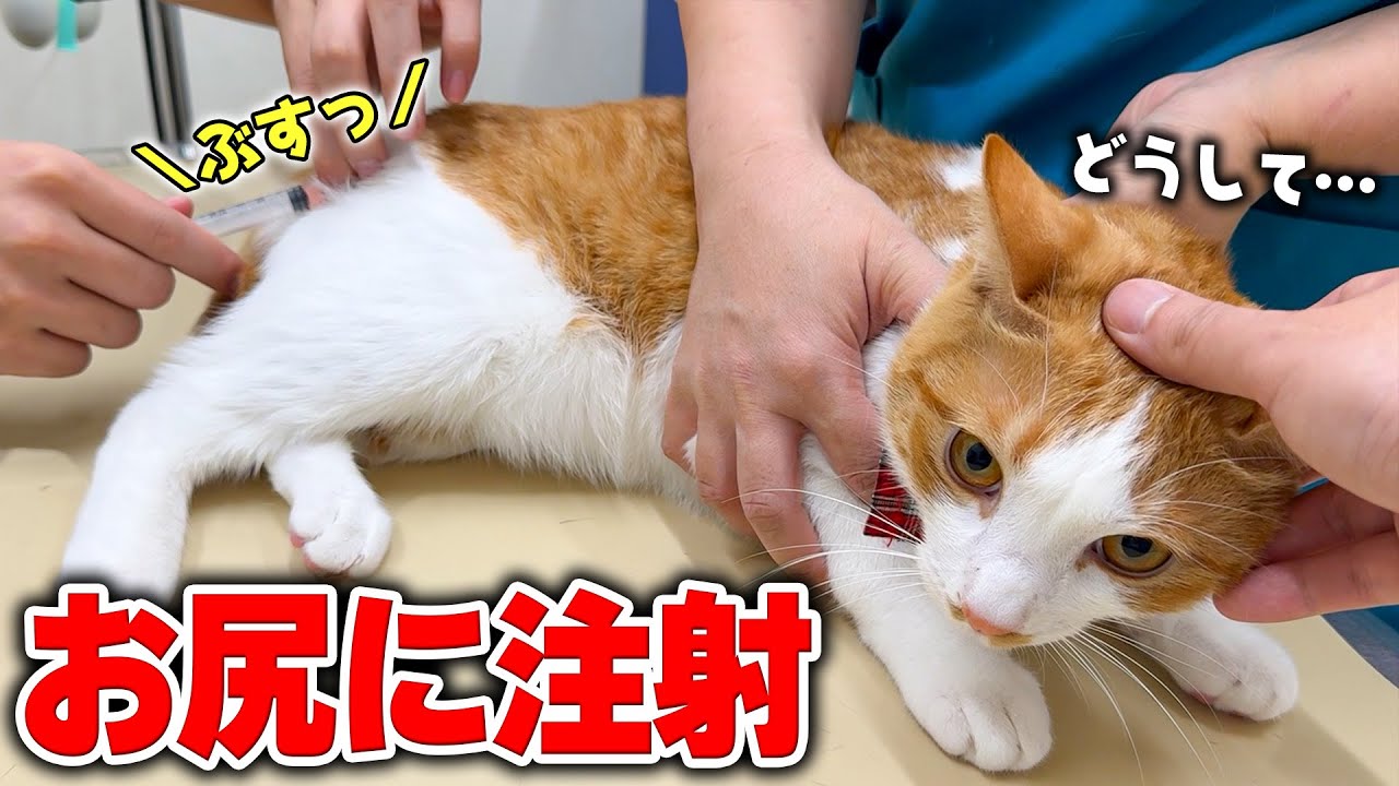 風邪が治ったと思ったら…今度はお尻に予防接種をされることになって絶望する猫。