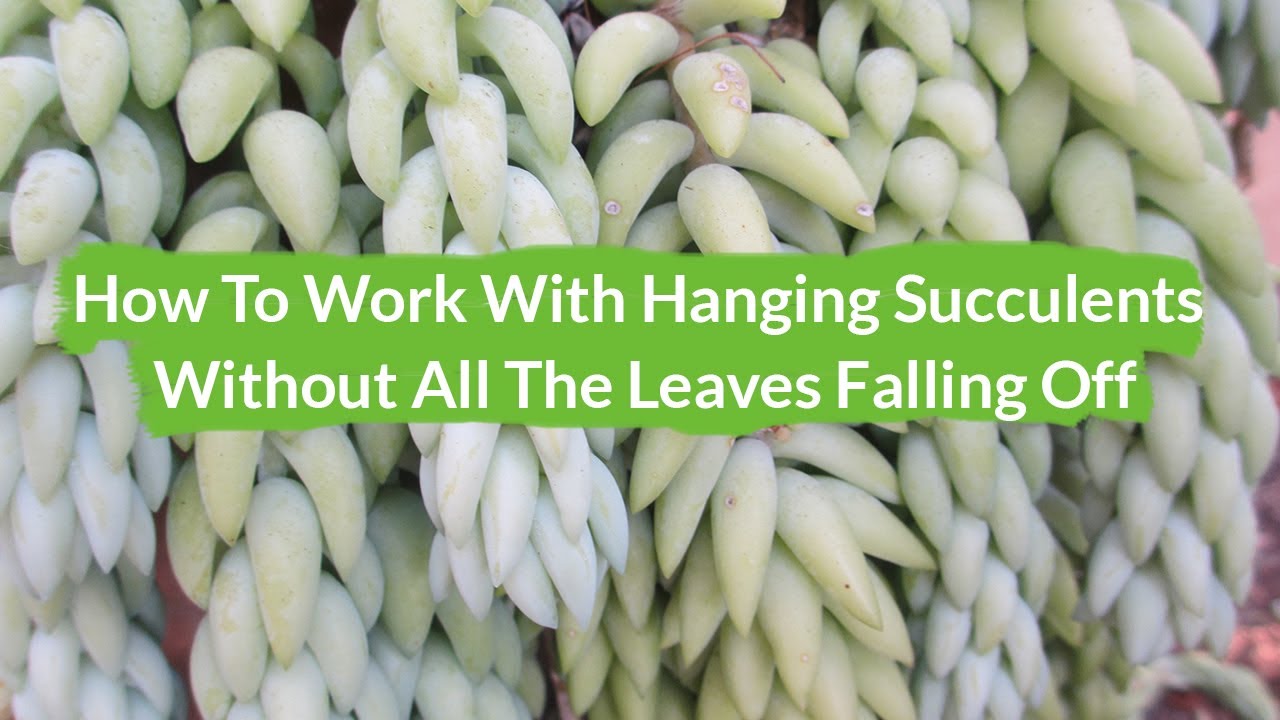 How To Work With A Burro's Tail Sedum Without The Leaves All Falling Off / Joy Us Garden