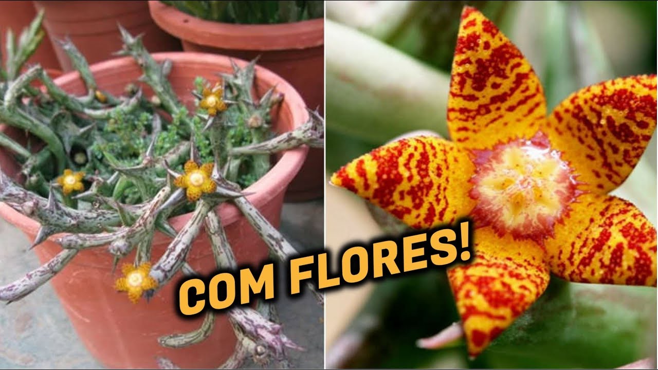 20 ESPÉCIES DE HUERNIA + 20 ESPÉCIES DE ORBEA (COM FLORES) PARA IDENTIFICAÇÃO