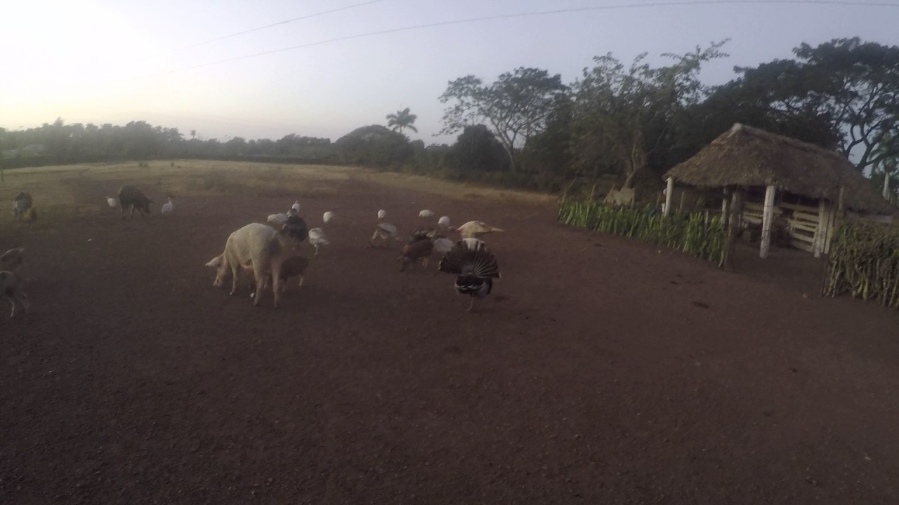 amanecer en el campo (animales)