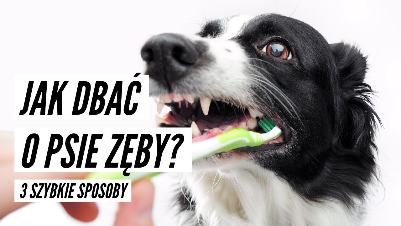 JAK DBAĆ O PSIE ZĘBY? 3 szybkie sposoby