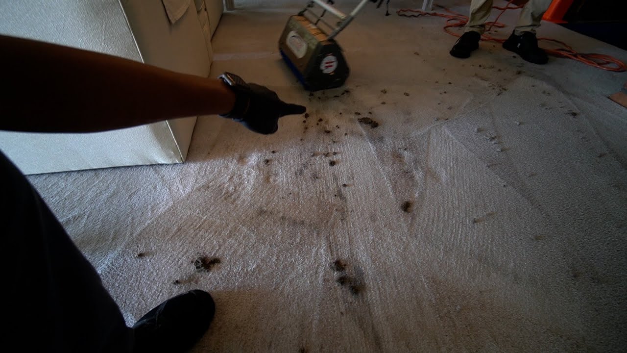 20 Year Old Dirt Is Come Out of This Carpet