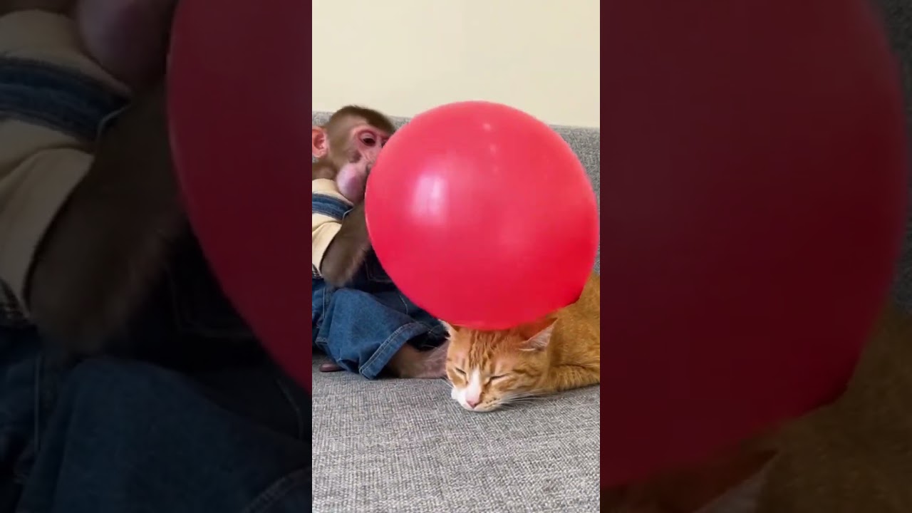 monkey vs cat #comedyshorts #comedy #funny
