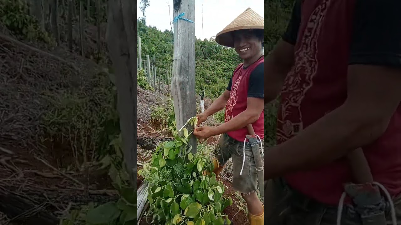 Anak makassar !! Sukses menjadi petani merica di sulawesi tenggara!!!
