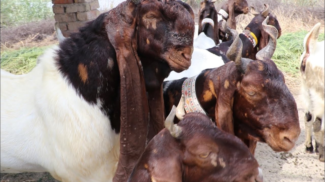 Awesome Pateri Goats | Brohi Goat Farm | Documentary