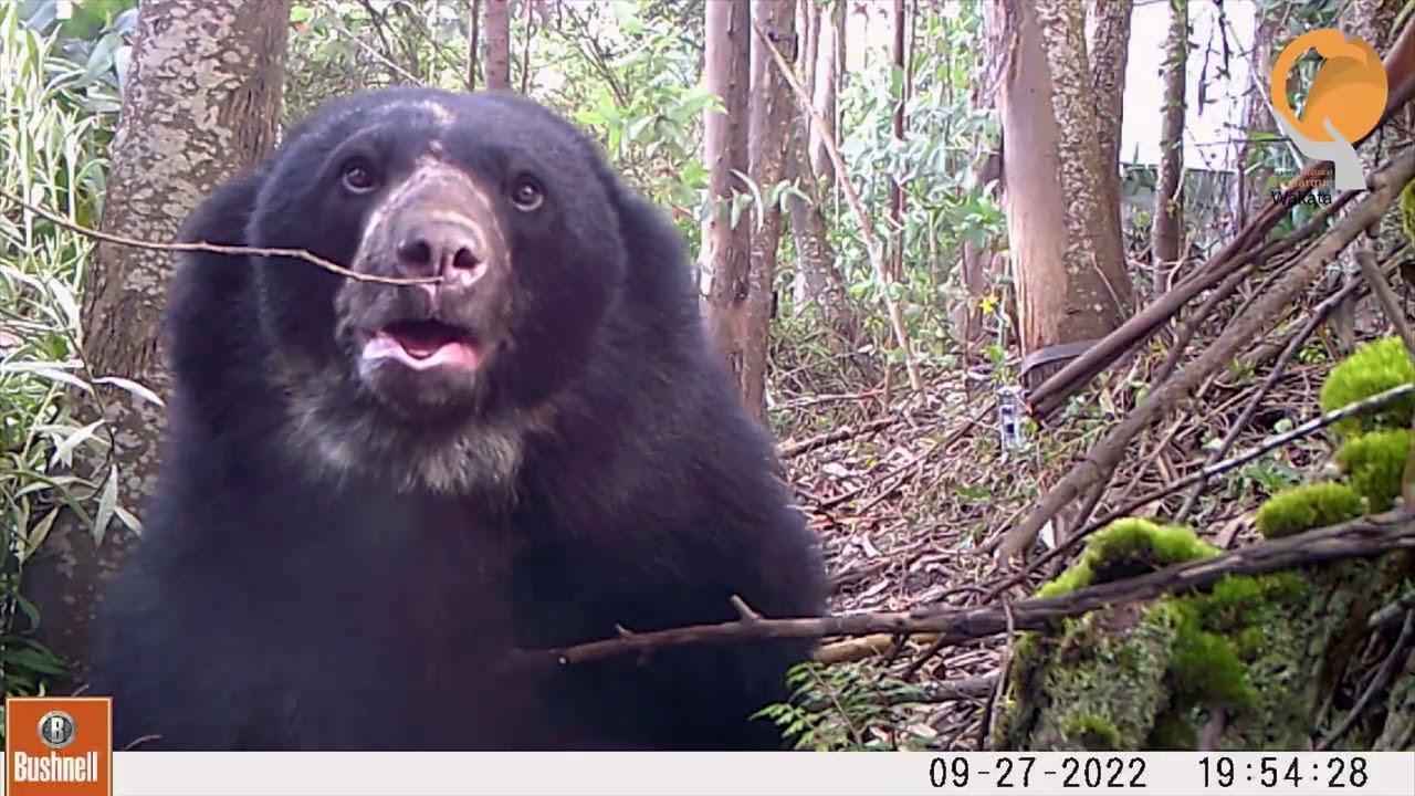 #Tamá la historia del Oso Andino y su posible futuro