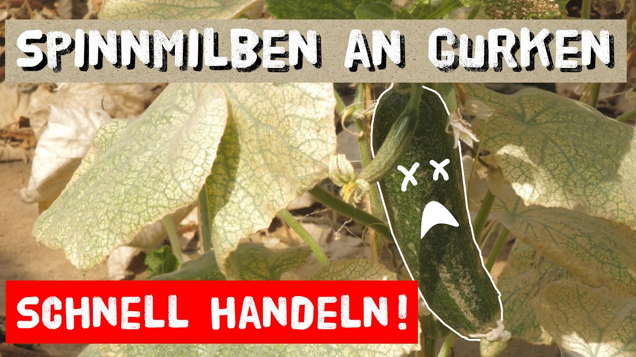 Spinnmilben  an Gurken - Erkennen und behandeln - Hausmittel und Nützlinge