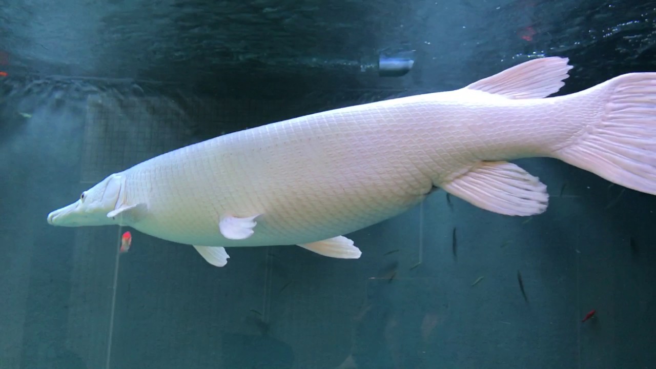 プラチナアリゲーターガー145cm±