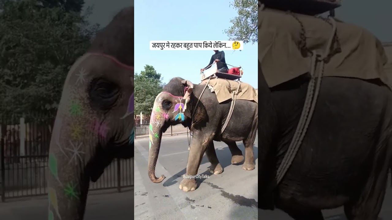 आपने जयपुर मे Elephant Ride की है..? Amer Fort Jaipur #jaipurtravelguide #jaipurvlog