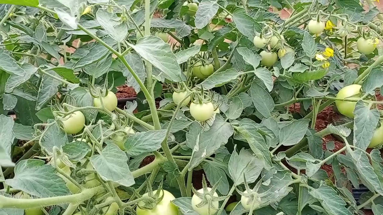 MSD - Emerald Tomato Farm