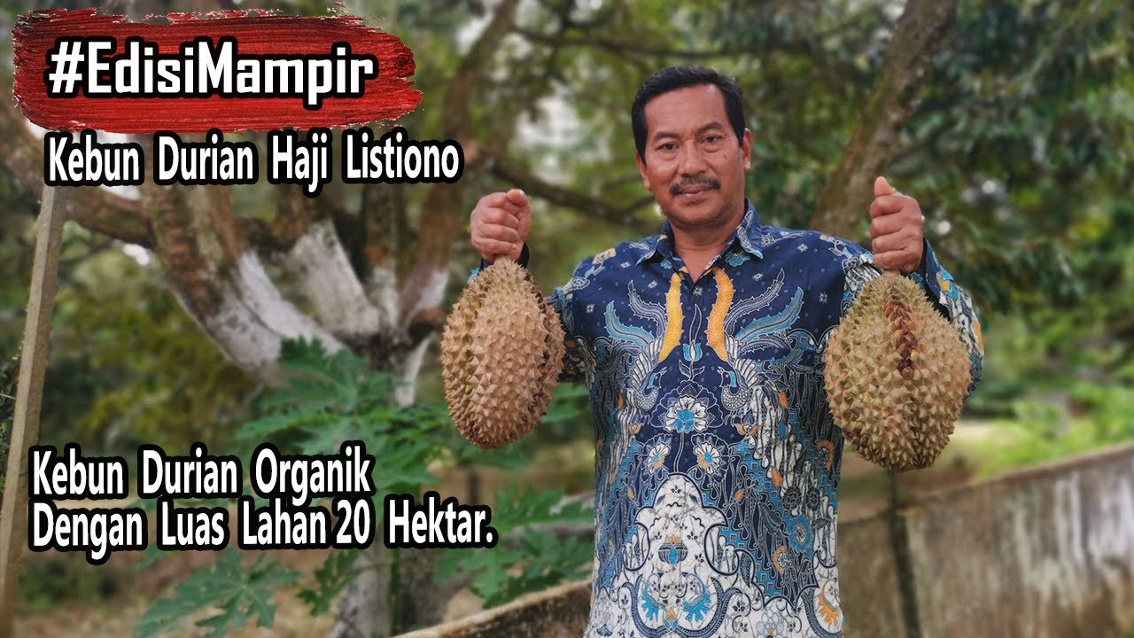 Haji Listiono : Kebun Durian Investasi Yang Menguntungkan Setahun 32 Ton X Rp.150.000/Kg = ?