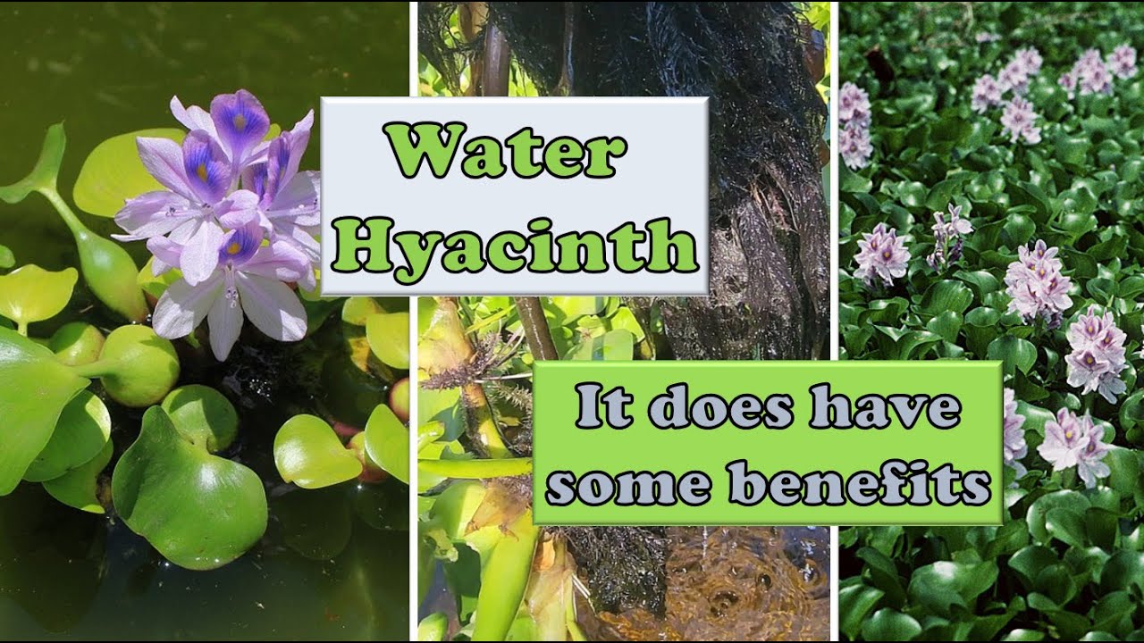 Pond Clean-up and Water Hyacinth