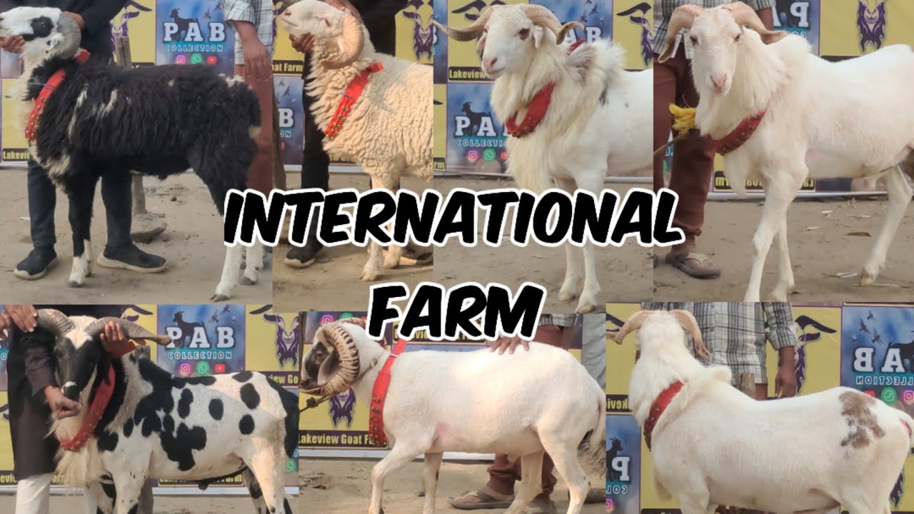 Lakeview international goat farm hyderabad
