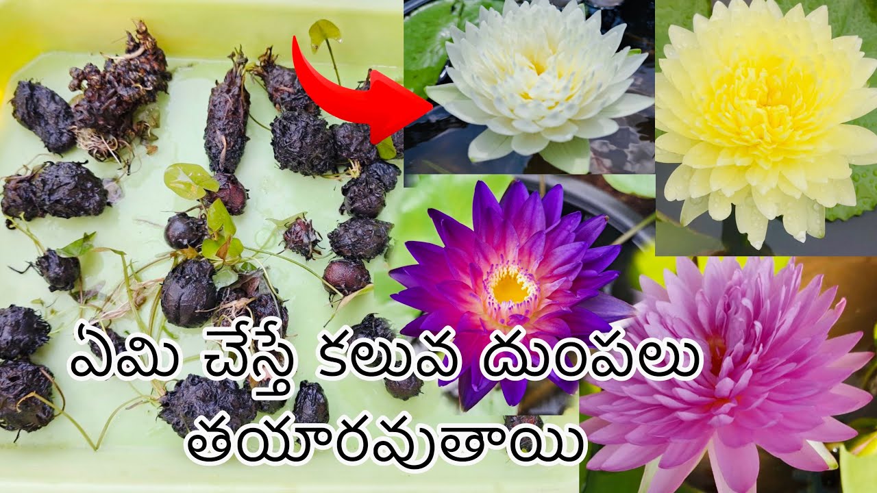 ఏమి చేస్తే కలువ దుంపలు తయారవుతాయి 🪷 🪷
