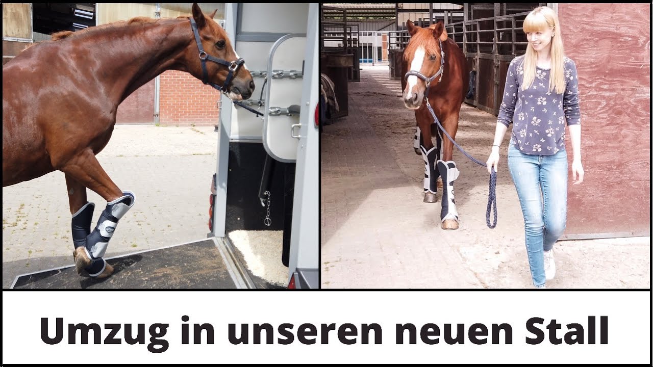 FMA Stallwechsel || Umzug mit Pferd nach Niedersachsen