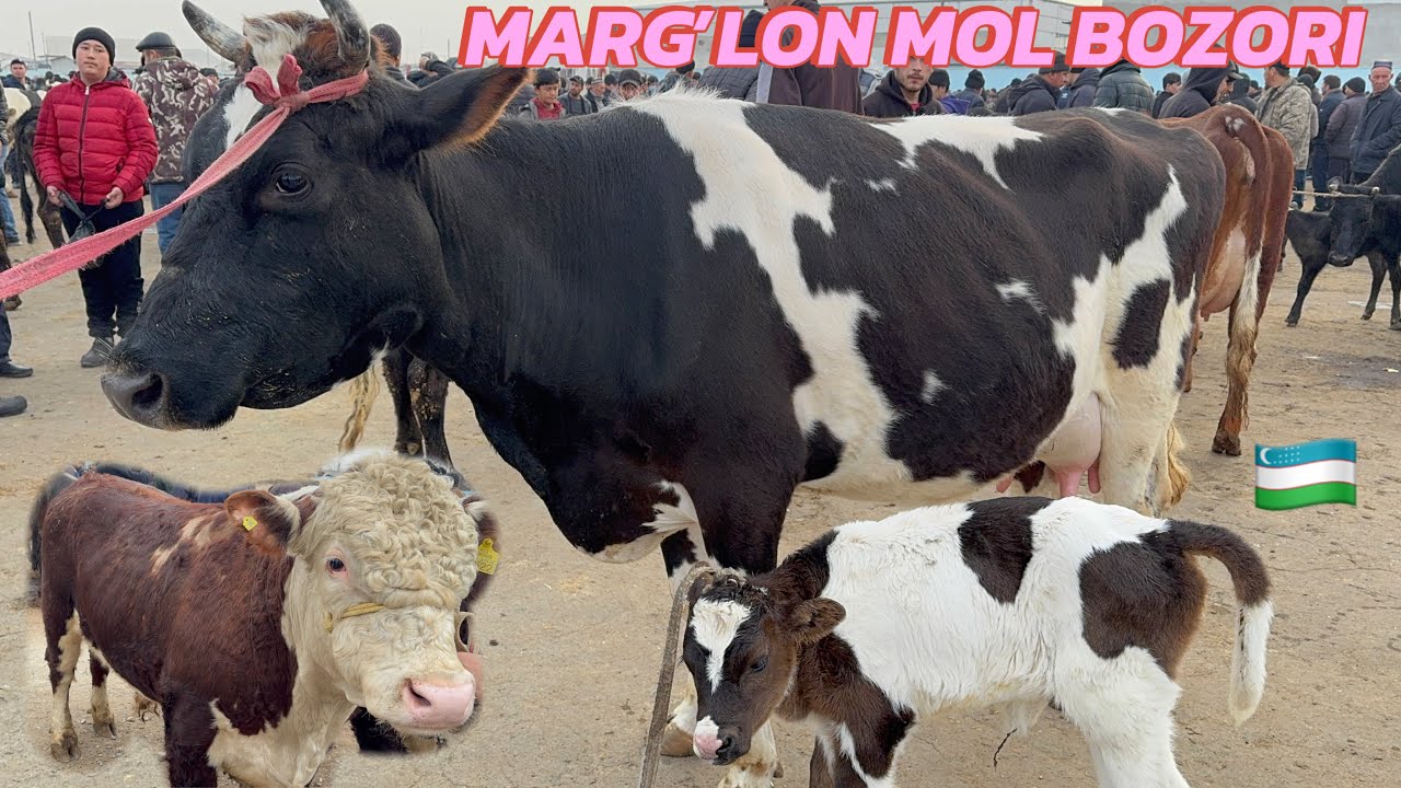 MARG’ILON KAMINAT MOL BOZORI YAXSHI MOLAR KOP KIRDI