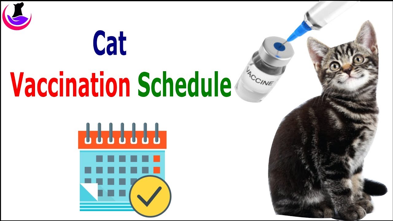 Cat Vaccination Schedule (in Hindi)
