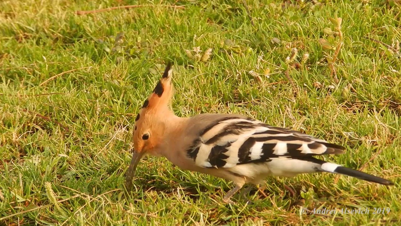 Upupa epops (Hoopoe).