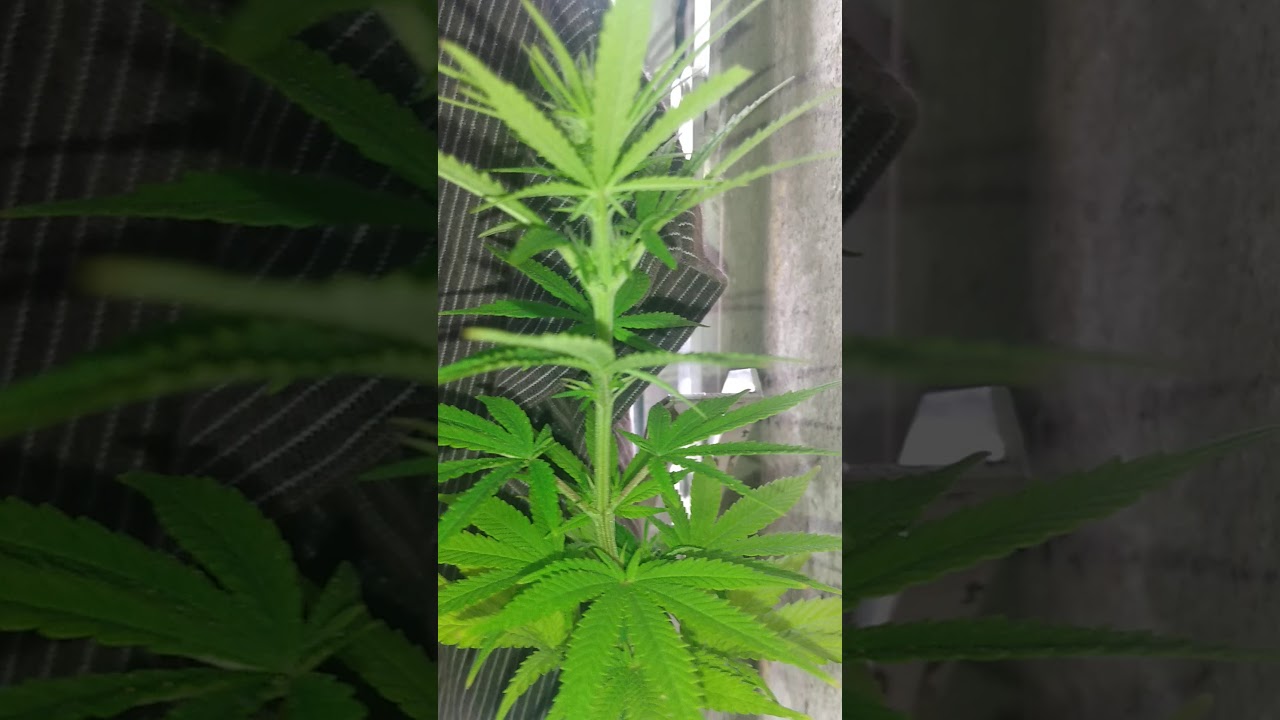 1 SEMANA DE FLORA&Ccedil;&Atilde;O ,  CANN&Aacute;BIS , FOTO-PER&Iacute;ODO DE , 11/13 INDOOR. DEMONSTRA&Ccedil;&Atilde;O.