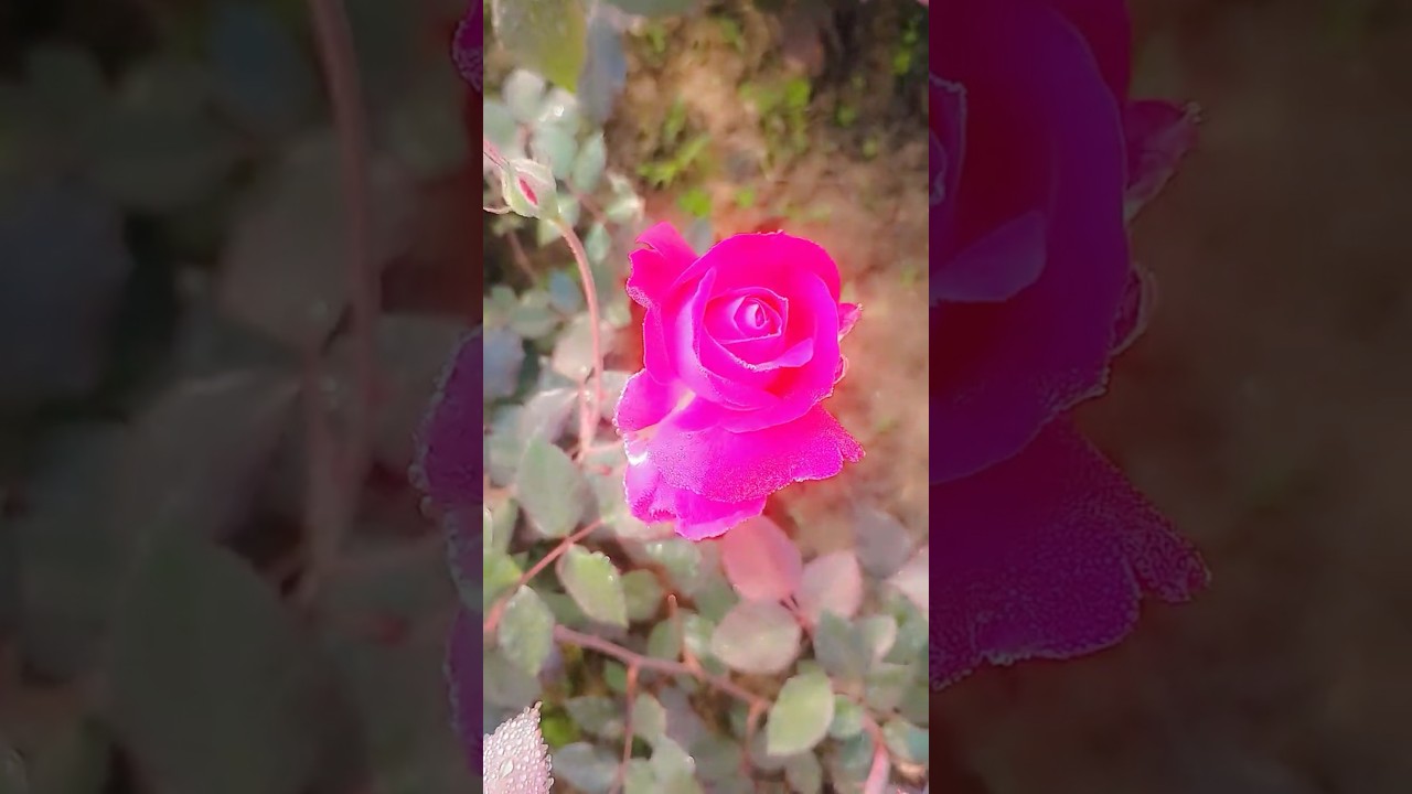 #video