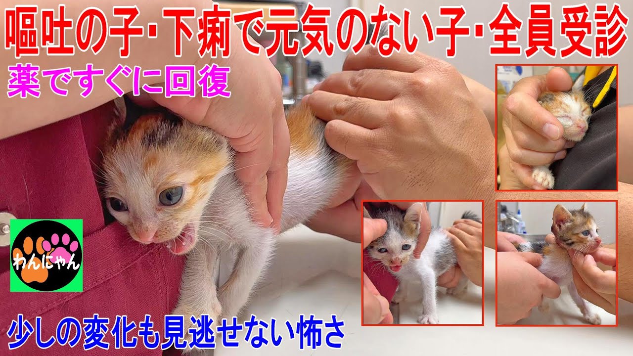 嘔吐の子・下痢で元気のない子・全員受診