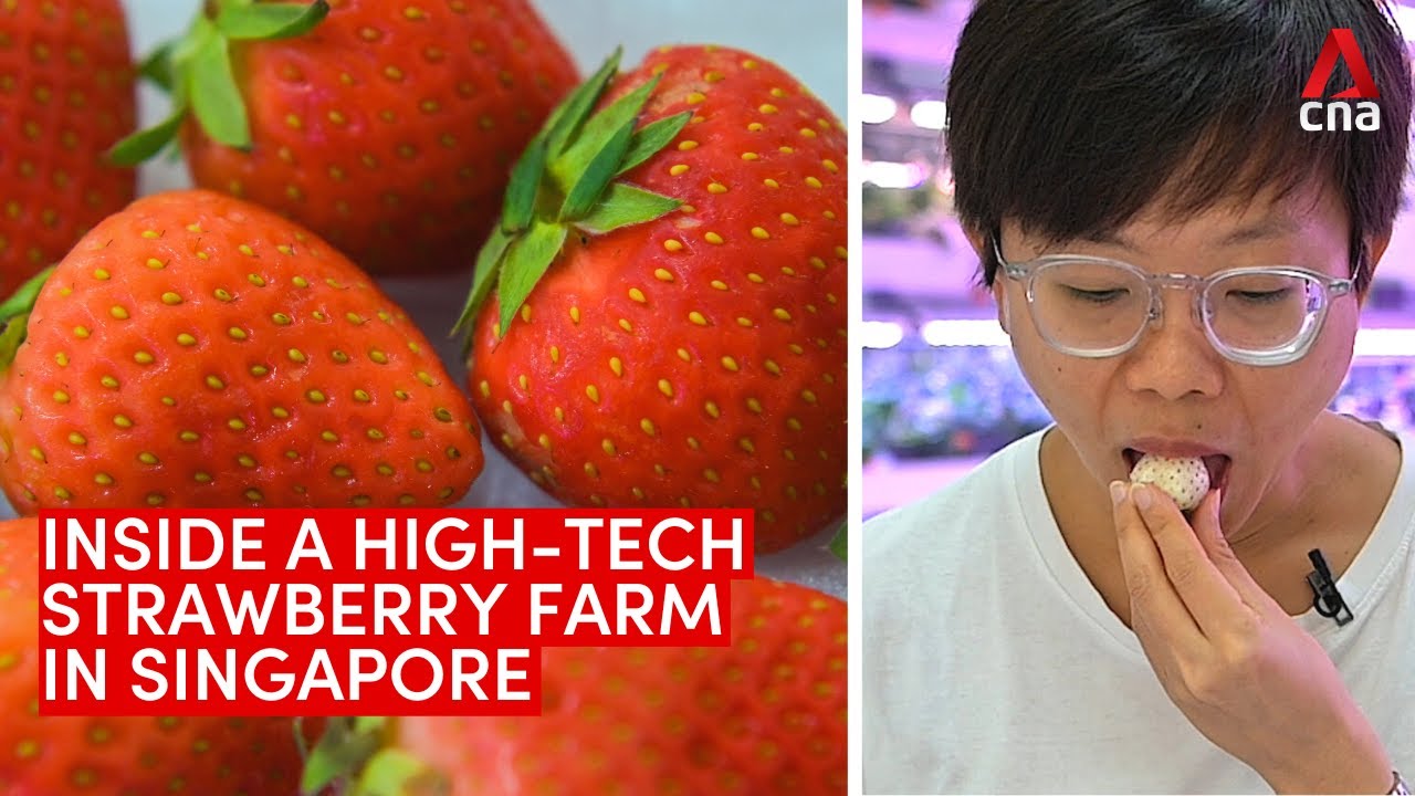 The Singapore farm growing “tropical” strawberries