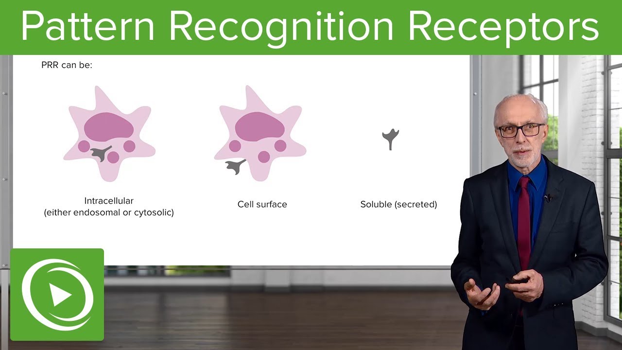 Pattern Recognition Receptors (PRRs) – Immunology | Lecturio