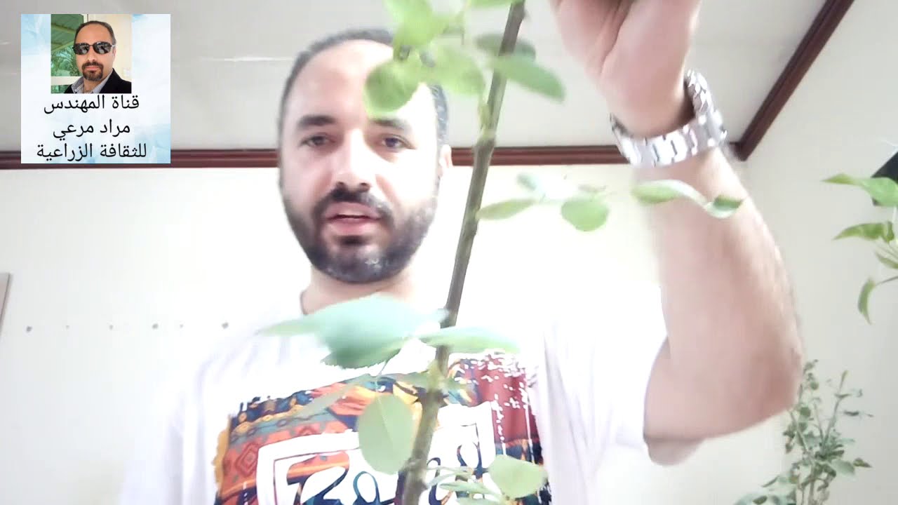 اسهل طريقة لزراعة الورد   حلقة 33