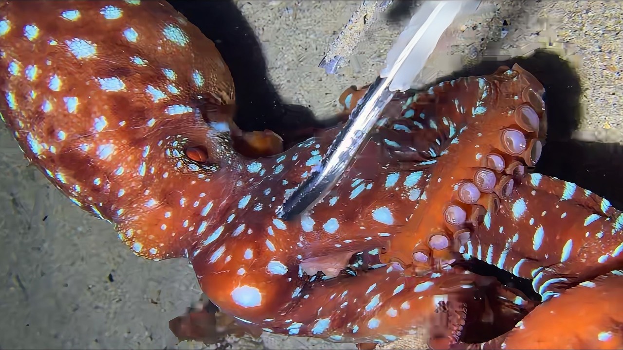 Live Stream🟢– Ocean Mysteries Revealed - Live！ #diving #fishing #seafood #shorts