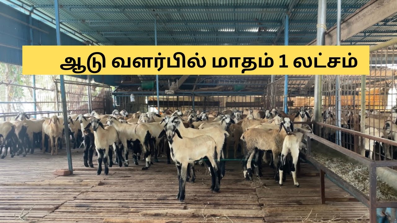 நவீன முறையில் 400 ஆடுகள் | மாதம் 1 லட்சம்