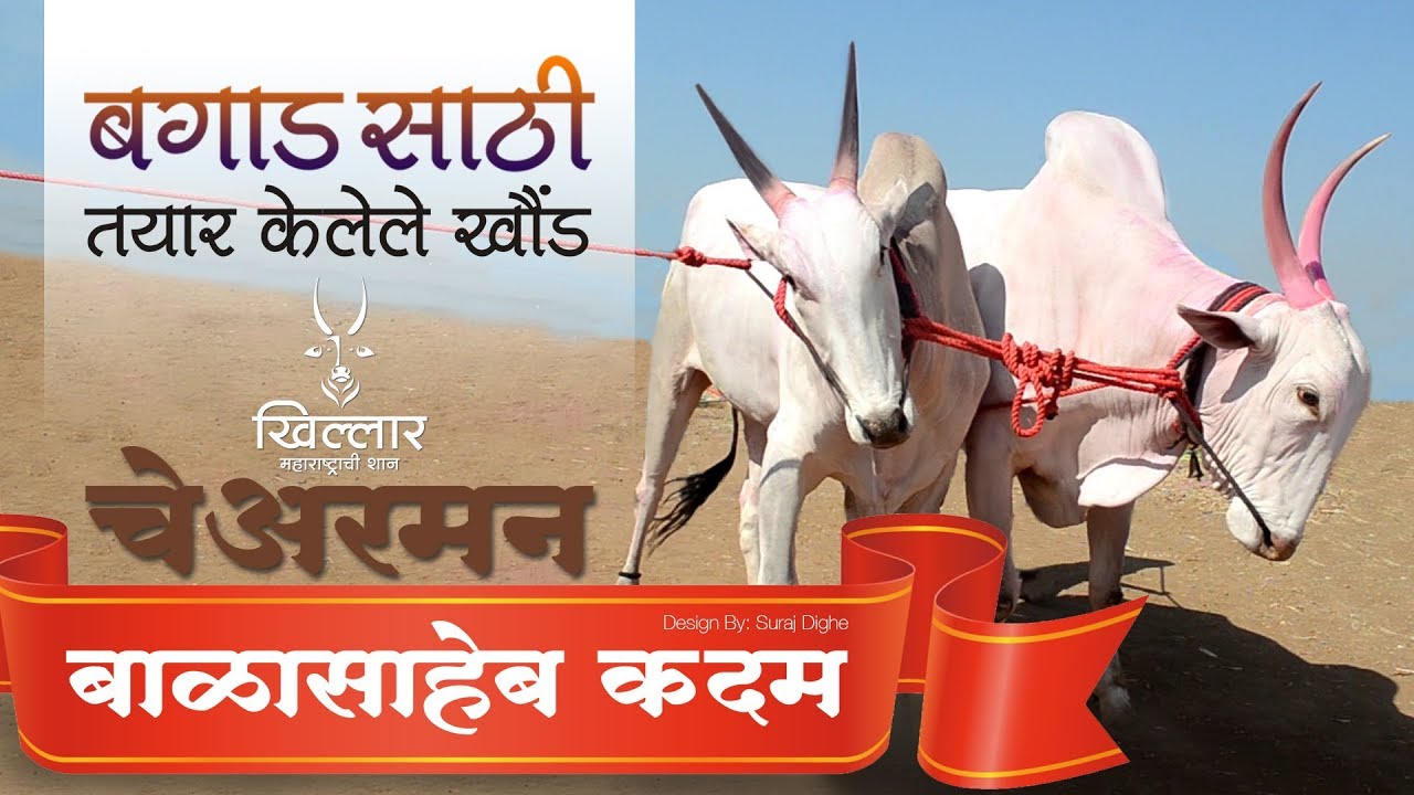 Khillar Maharashtrachi Shaan | बगाडसाठी तयार केलेले खोंड । बावधन । २०१९ । चेअरमन