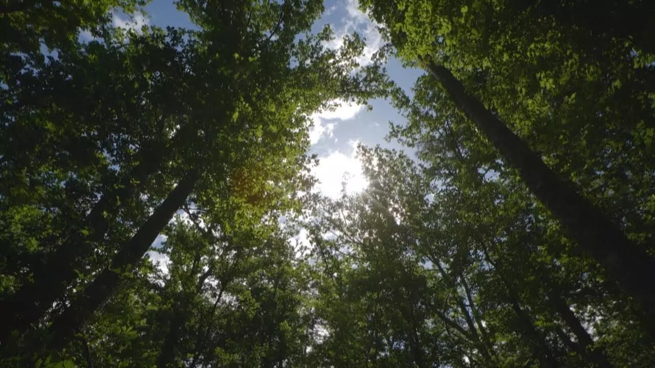 Les forêts françaises à bout de souffle ? • FRANCE 24