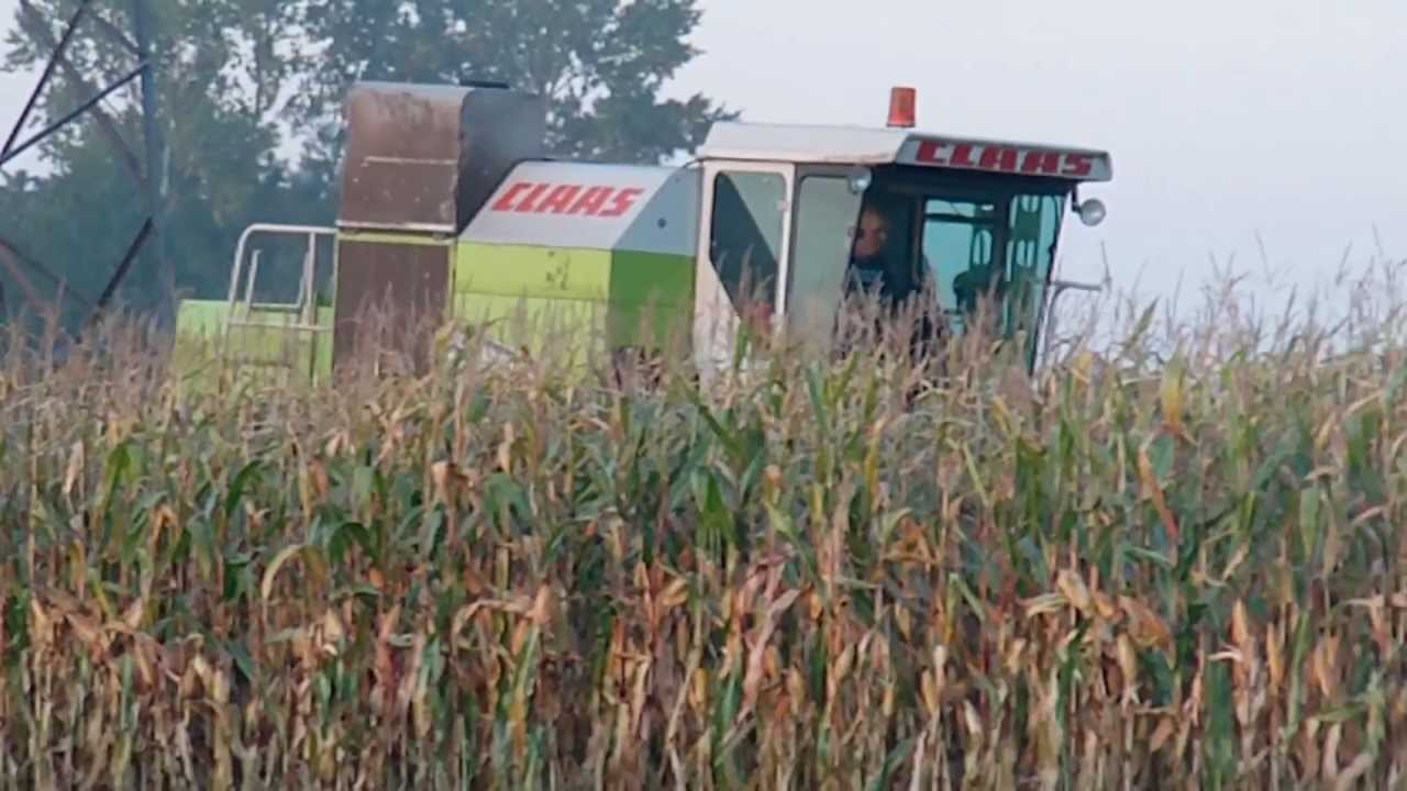 Koszenie Kukurydzy 2011