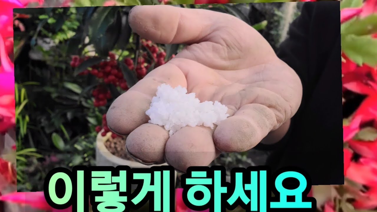'게발 선인장' 꽃봉오리 안떨어지고, 잘 키우려면 꼭 이렇게하세요 (영양제 100원!!)