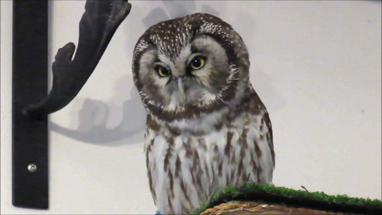 voice of the owl