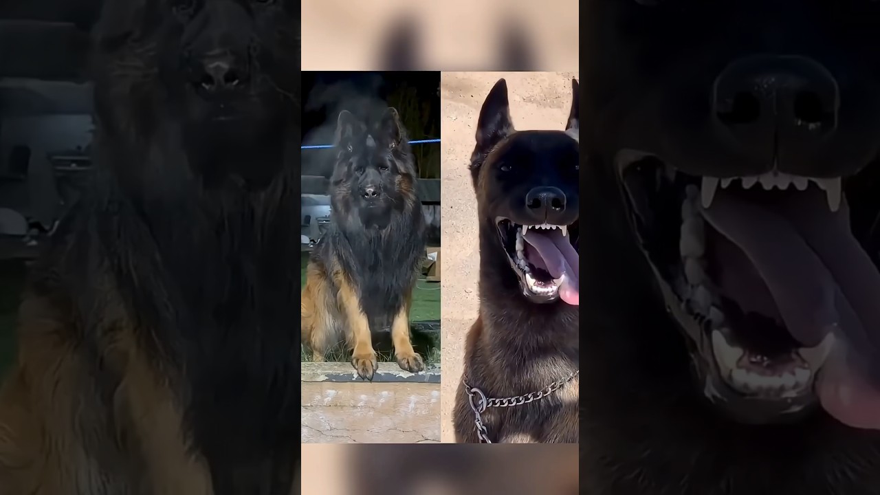 German Shepherd vs Belgian Malinois &ndash; The Ultimate Dog Showdown