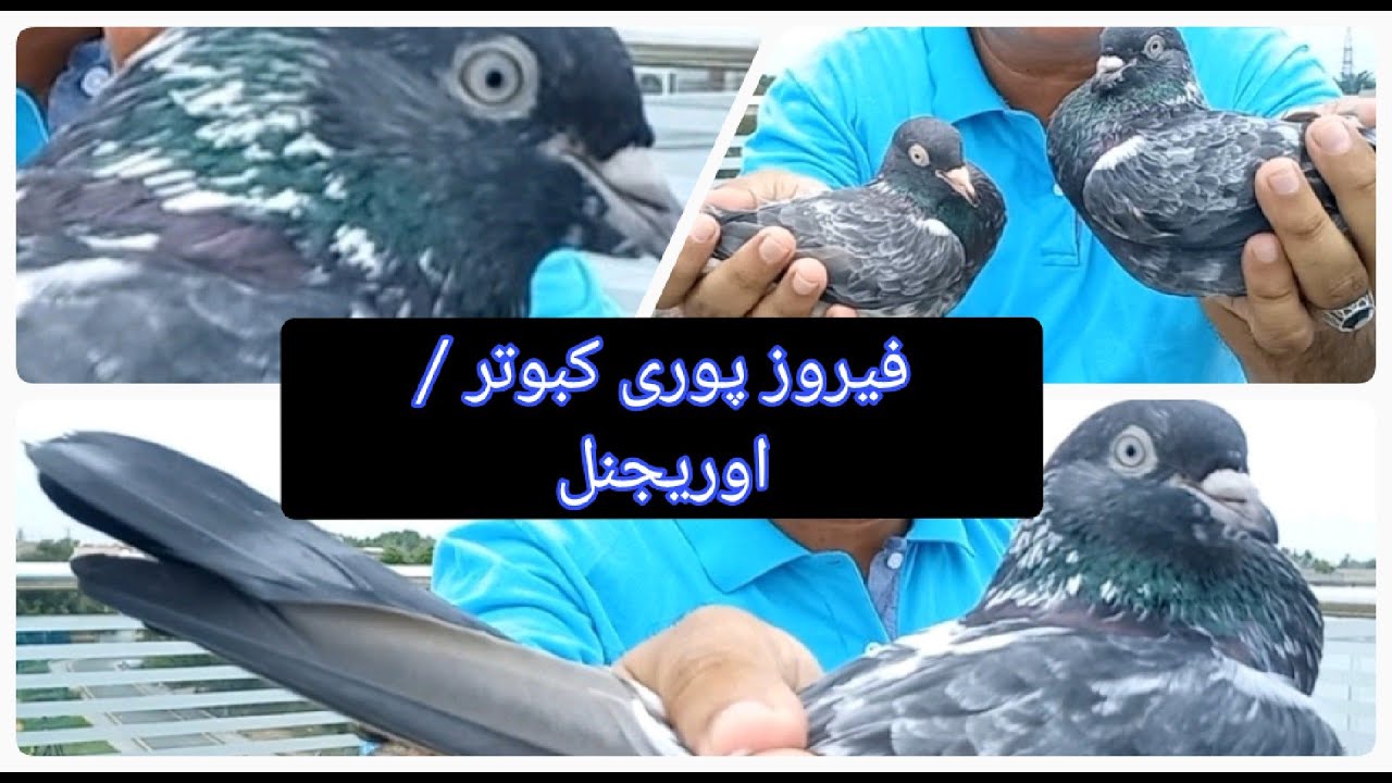 Orignal Ferozpuri Kabotar | Ferozpuri jora | Original Ferozpuri pigeon pair | Vlogger Pigeons Star