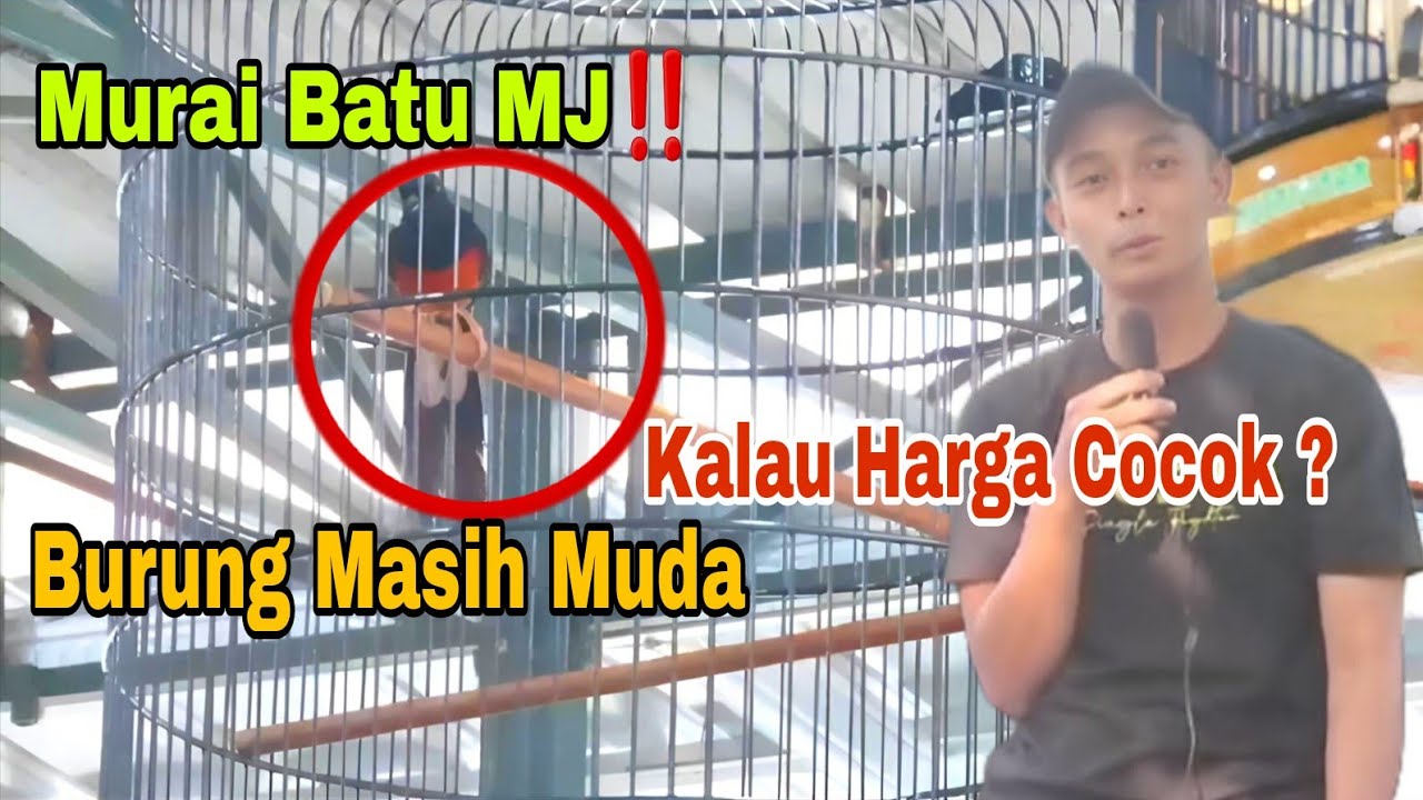 Kalau Harga Cocok‼️ [ Murai Batu MJ ] Penonton Lihat Burung ini, Bisa Sujud Sambil Keluarkan Materi 