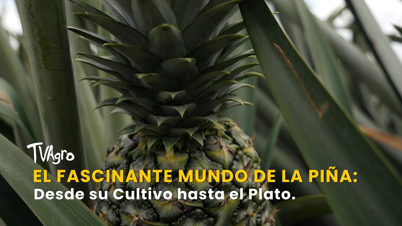 El Fascinante Mundo de la Piña: Desde su Cultivo hasta el Plato - TvAgro por Juan Gonzalo Angel