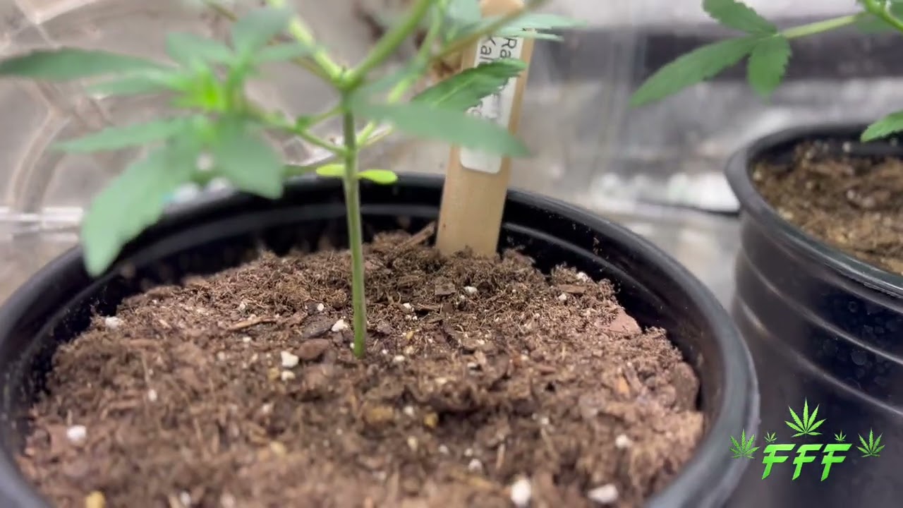 Auto Flowers in one gallon pots !!! Tent ⛺️ check 