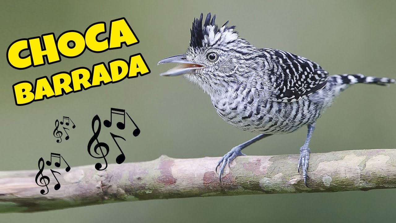 Choca barrada - O canto que mais parece uma risada